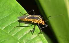 Hypselonotus linea