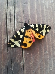 Arctia villica konewkaii