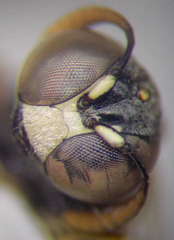 Ammatomus rogenhoferi