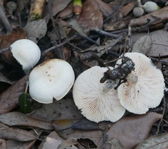 Tricholoma album