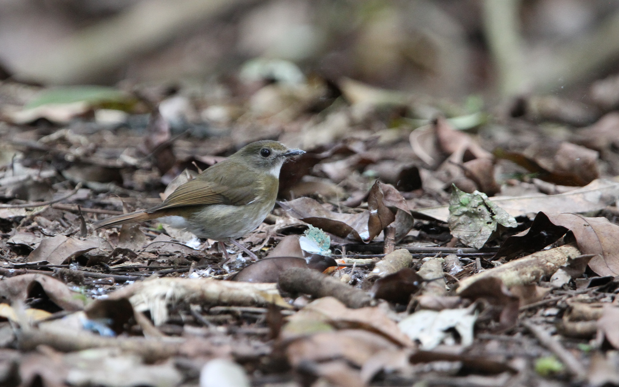 Fulvous-chested Jungle Flycatcher (Cyornis olivaceus)