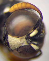 Ammatomus rogenhoferi