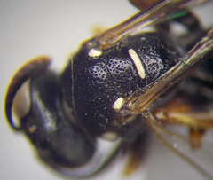 Ammatomus rogenhoferi