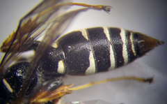 Ammatomus rogenhoferi