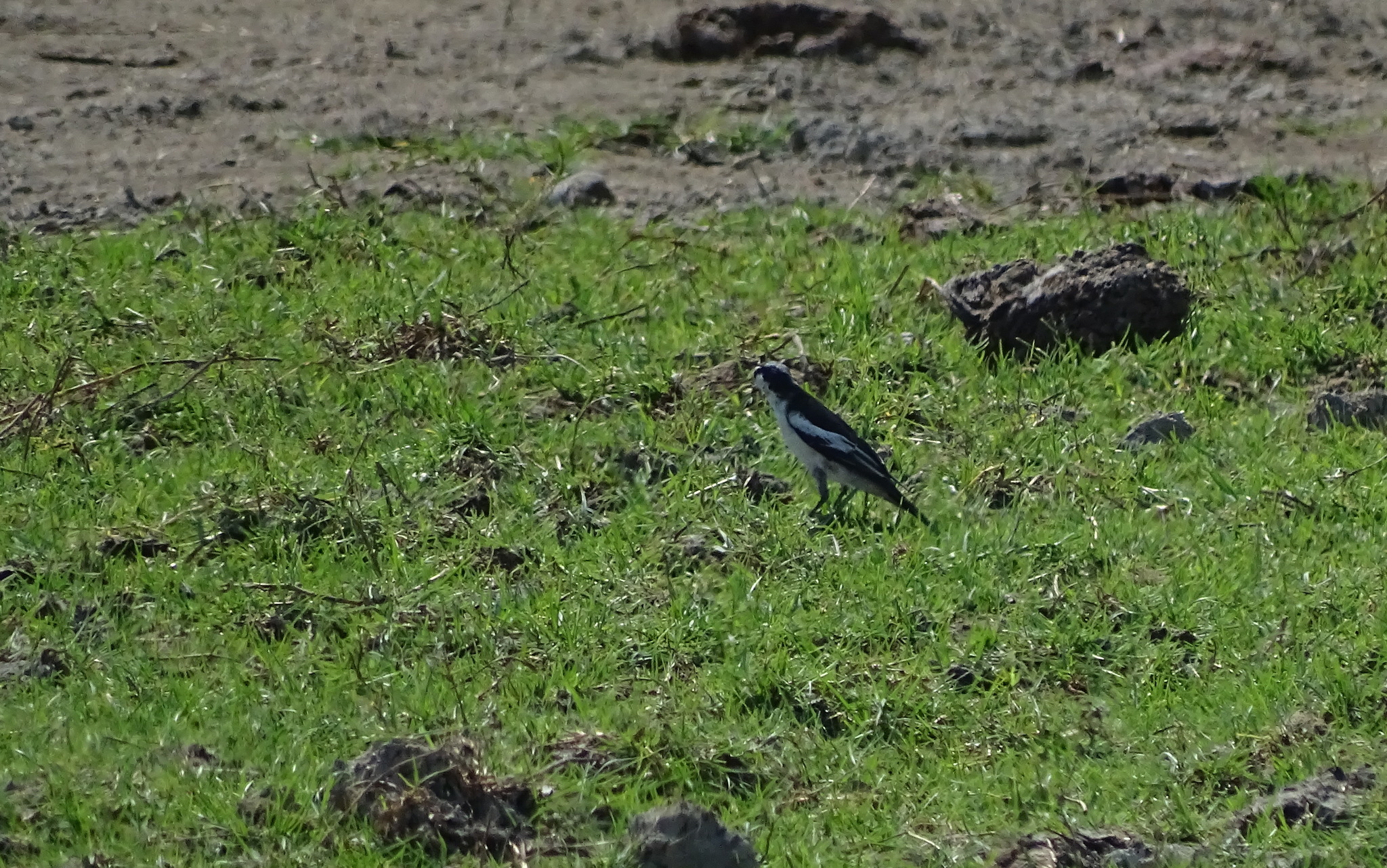 White-shouldered Triller illustration