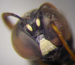 Ammatomus rogenhoferi