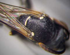Ammatomus rogenhoferi
