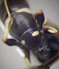 Ammatomus rogenhoferi