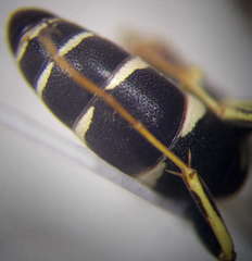 Ammatomus rogenhoferi