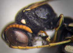 Ammatomus rogenhoferi