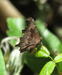 Polygonia oreas