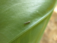 Roeslerstammiidae