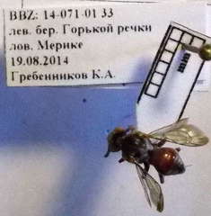 Pasites maculatus