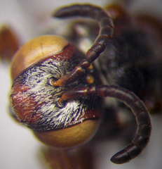 Pasites maculatus