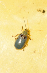 Exora obsoleta