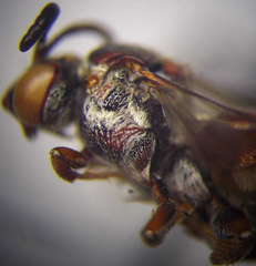 Pasites maculatus