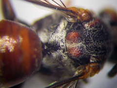 Pasites maculatus