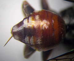 Pasites maculatus