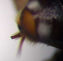 Pasites maculatus