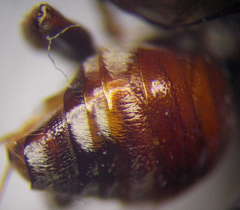 Pasites maculatus