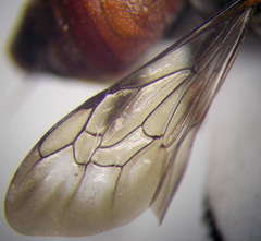 Pasites maculatus