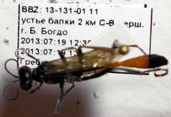 Ammophila campestris