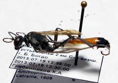 Ammophila campestris