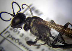 Ammophila campestris