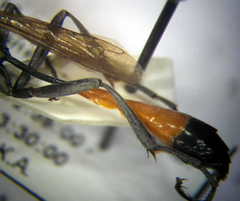Ammophila campestris