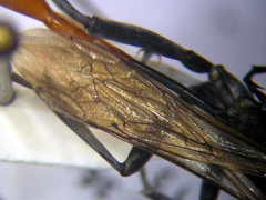 Ammophila campestris