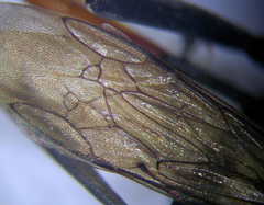 Ammophila campestris