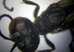 Ammophila campestris