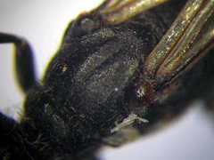 Ammophila campestris