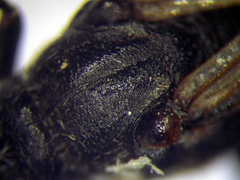 Ammophila campestris