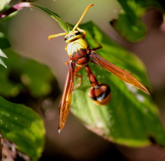 Delta pyriforme pyriforme