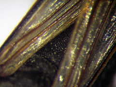 Ammophila campestris