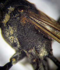 Ammophila campestris