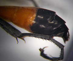 Ammophila campestris