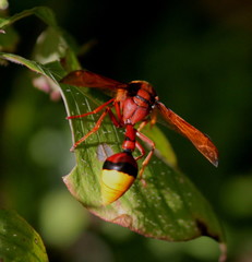 Delta pyriforme pyriforme