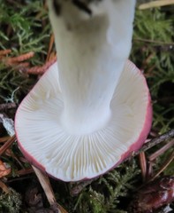 Russula gracilis