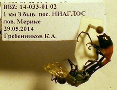 Ammophila campestris