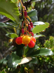 Berberis goudotii