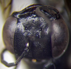 Ammophila campestris