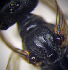 Ammophila campestris