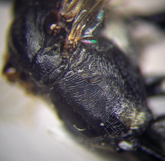 Ammophila campestris