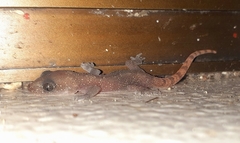 Hemidactylus angulatus