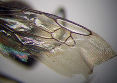 Ammophila campestris