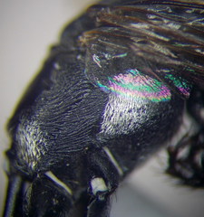 Ammophila campestris