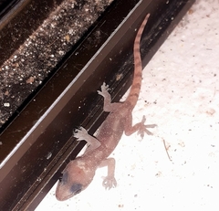 Hemidactylus angulatus