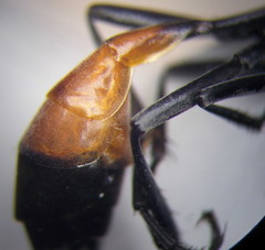 Ammophila campestris